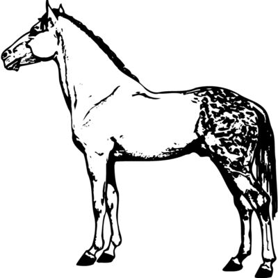 HORSE031 Thumbnail
