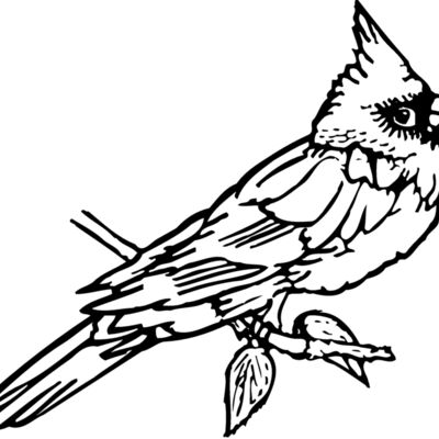 BIRD009 Thumbnail